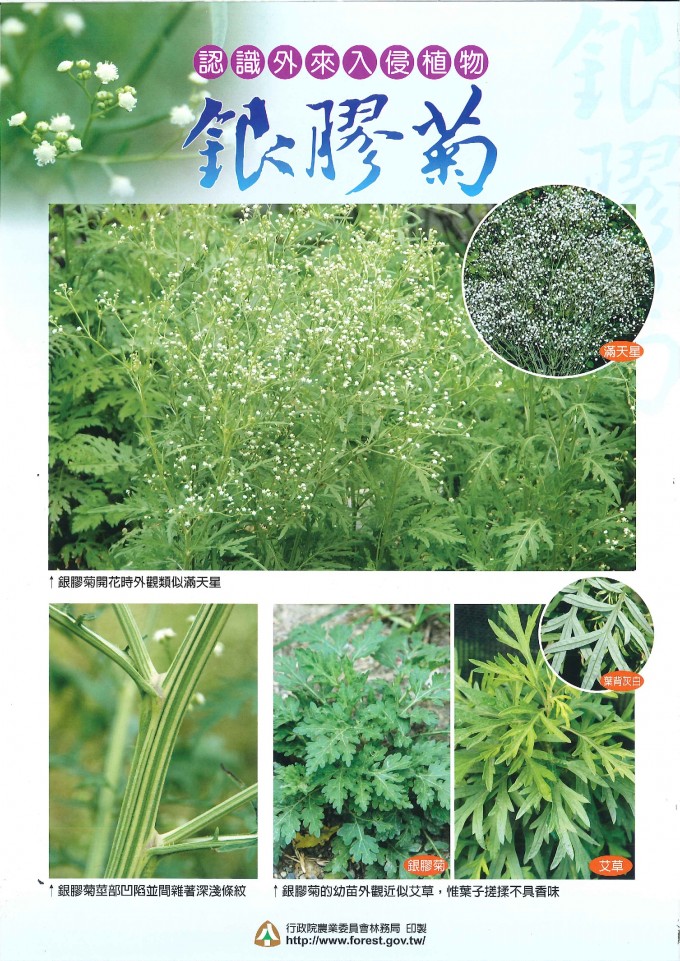 1060011657林1060093308銀膠菊防治011